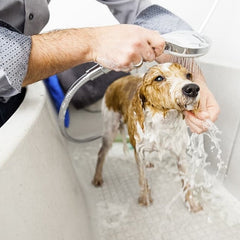 Collection image for: Limpieza para Animales